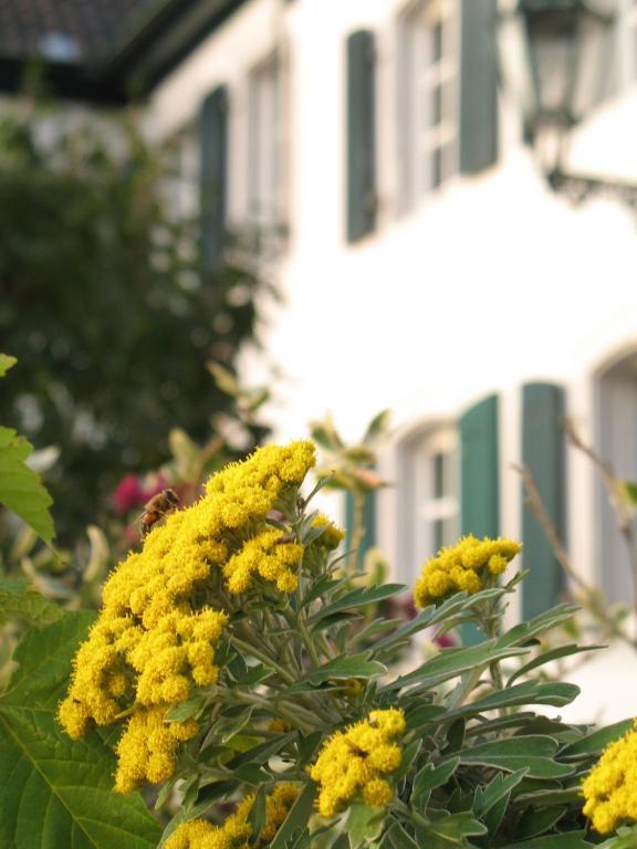 Rhein River Guesthouse - Direkt Am Rhein Леверкузен Экстерьер фото