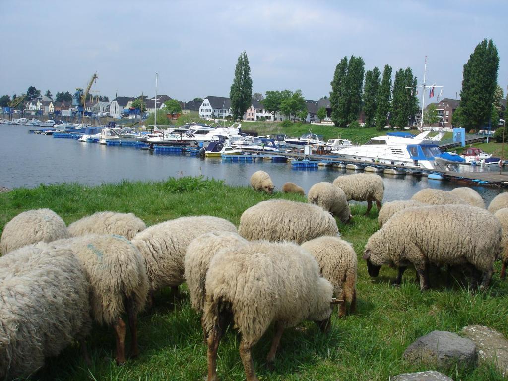 Rhein River Guesthouse - Direkt Am Rhein Леверкузен Экстерьер фото
